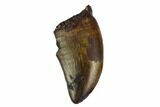 Serrated, Juvenile Tyrannosaur Tooth - Montana #129808-1